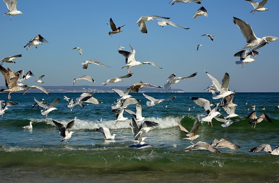 gaivotas, enxame, praia, costa, mar báltico, grupo de animais, animais em estado selvagem, grande grupo de animais, animais selvagens, pássaro