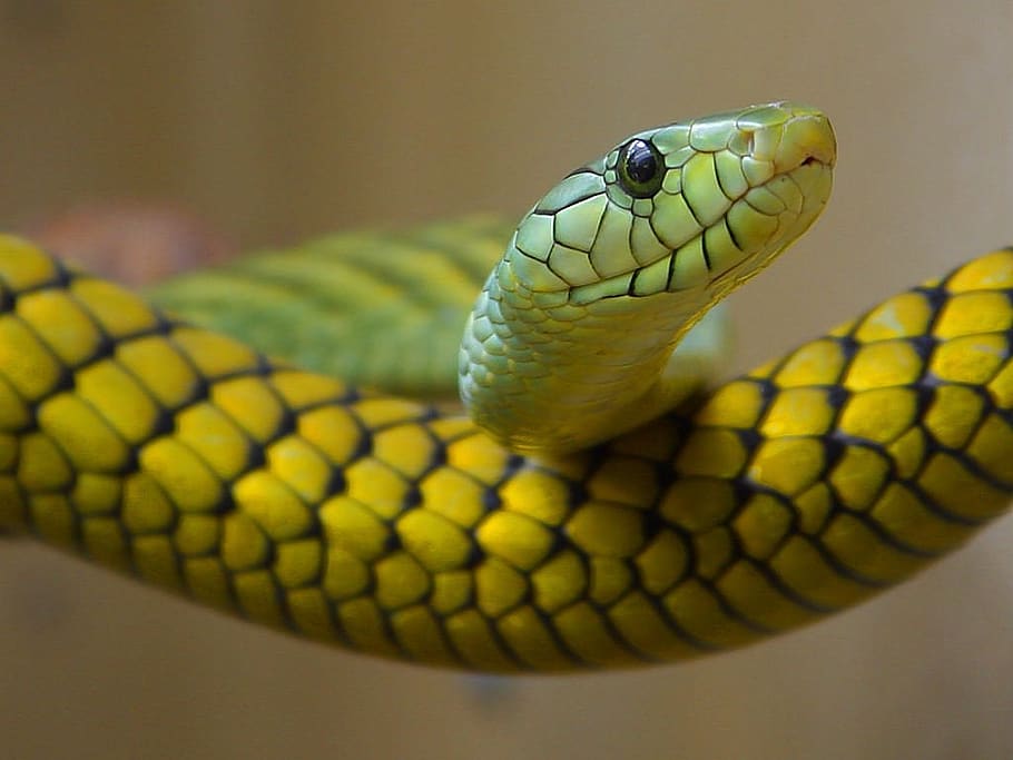 snake, green, toxic, close up, yellow, animal themes, animal, one animal, animal wildlife, reptile