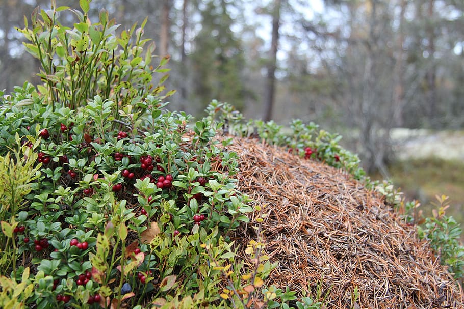 anthill, cranberries, the nature of the, forest, marsh, plant, growth, land, nature, beauty in nature