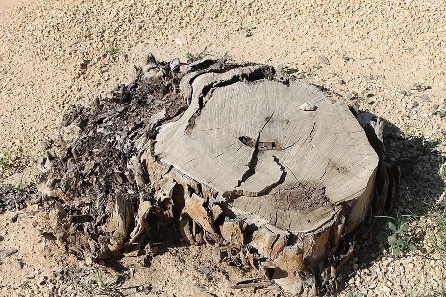 tree stump, desert, dry, dead, nature, sand, root, old, stump, wood