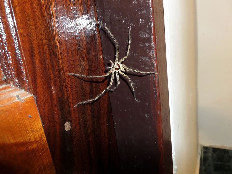 large, thai spider, straddling, doorway., spider, thai, thailand, tropical, wood - material, close-up