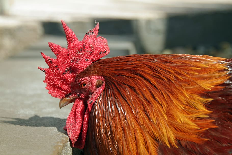 key west, rooster, poultry, pet, animal, feather, colourful, chicken, chicken - bird, livestock