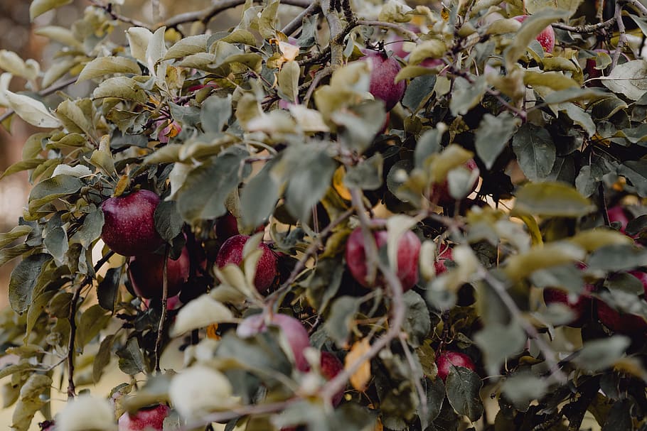 vermelho, maçãs, árvore, jardim, macieira, maçã, maçã vermelha, comida e bebida, comida, alimentação saudável