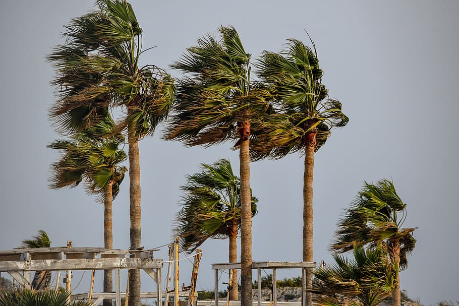 árvore, palma, tropicais, vento, tempestade, clima, natureza, palmeira, planta, clima tropical