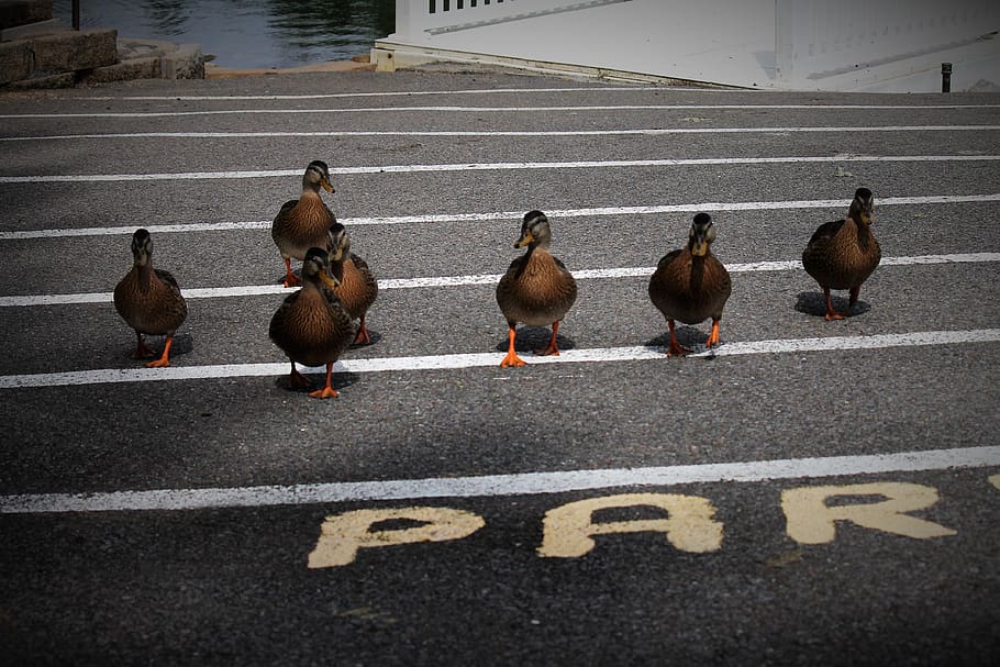 ducks, feathers, animal, duck, nature, bird, cute, ducklings, road, road marking