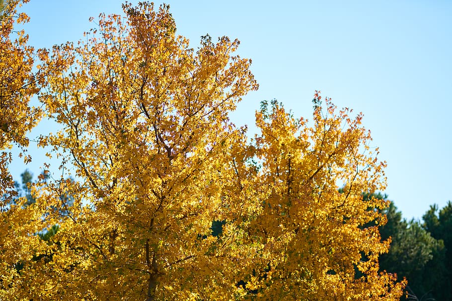 tree, plant, leaves, yellow, dried up, dry, blue, sky, photosynthesis, nature