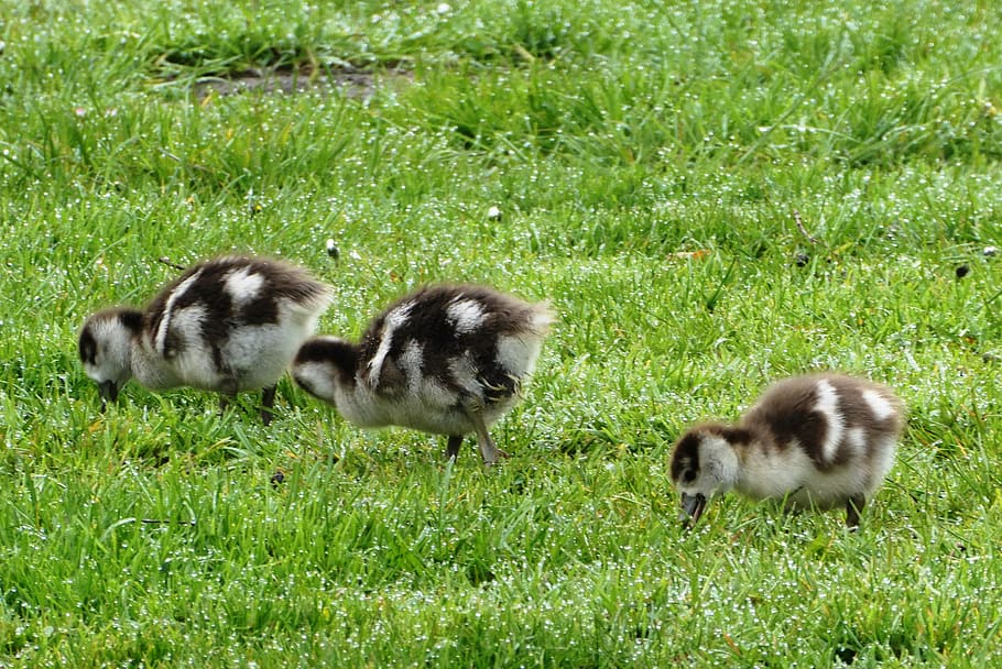 egyptian, young geese, spring, feathers, birds, beak, animals, grass, food, outdoor