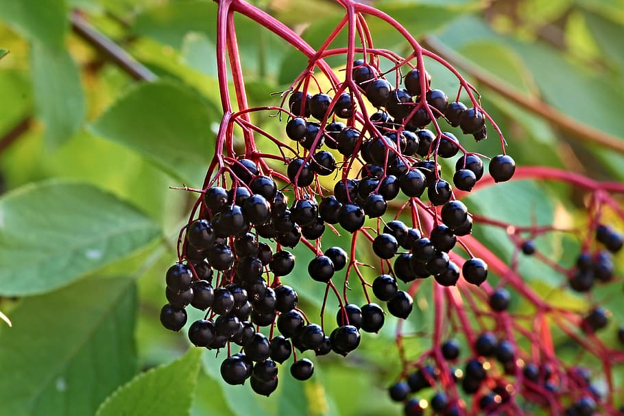 penatua, sambucus, matang, sehat, mentah, makanan, berry, vegetarian, elderberry, semak elderberry