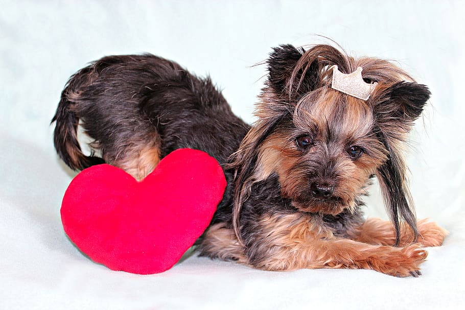 yorkshire terrier, dog, heart, cute, canine, love, domestic, heart shape, domestic animals, mammal