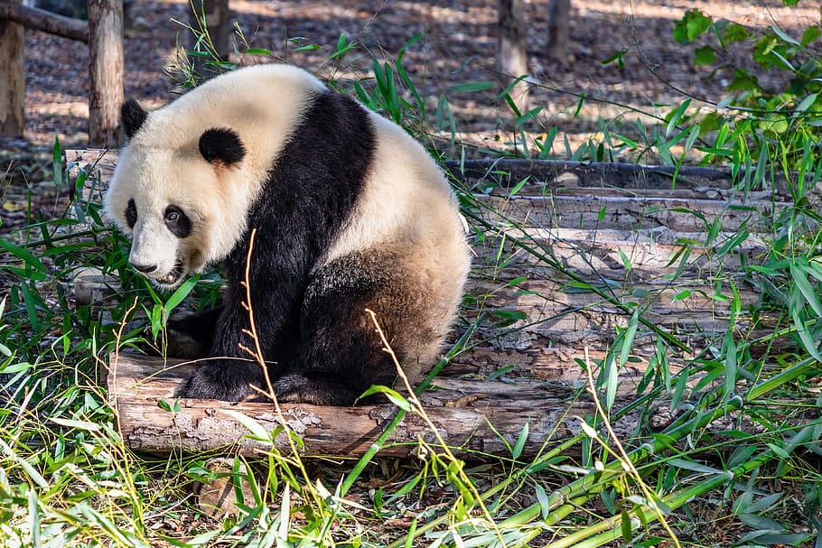 panda, giant panda, bear, mammal, endangered, china, cute, bears, animal world, black
