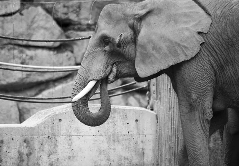 Слоник без рекламы. Слон фото. Слон опустил голову. Уши африканского слона. Голова слона фото.