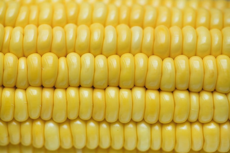 corn, agriculture, corn texture, food, fresh, harvest, healthy, ingredient, vegetable, food and drink