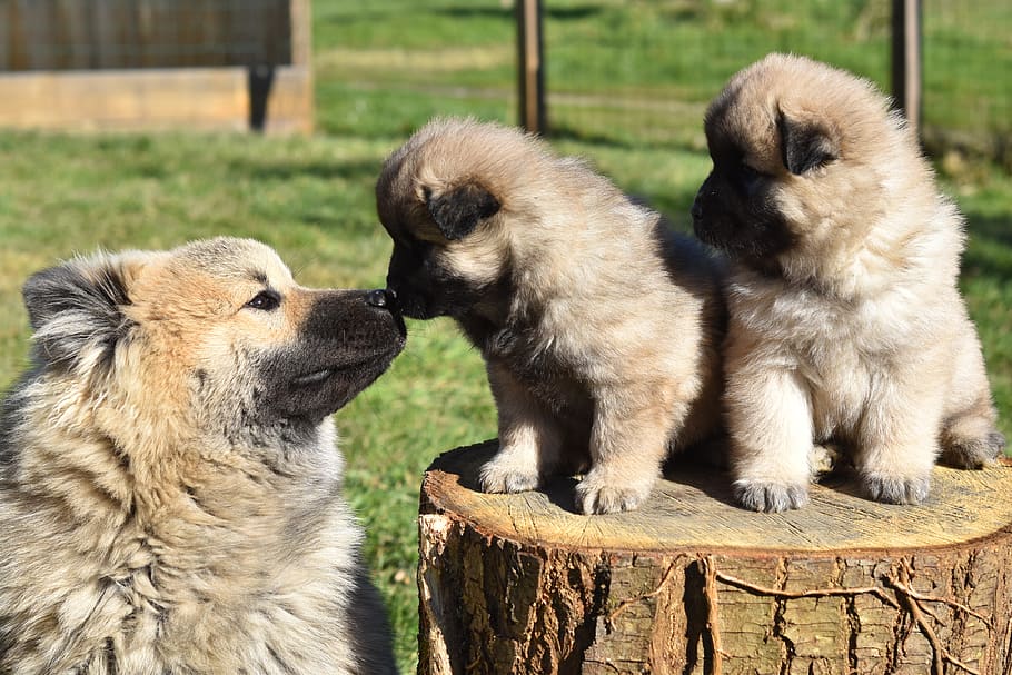 dog, dogs, dog puppies, pup, puppy, puppies eurasier, eurasier, colour pale fawn with black overlay, mammals, animal