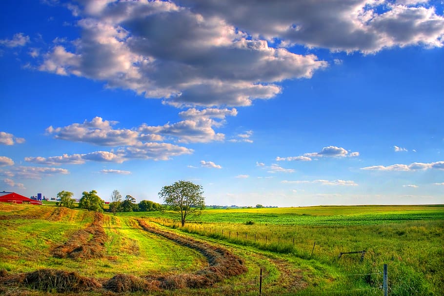field, sky, landscape, nature, meadow, clouds, rural, agriculture, tree, green