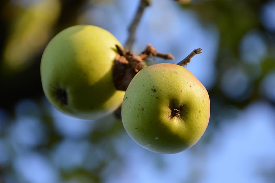 apple, fruit, vitamins, food, orchard, health, green, tree, golden, branches