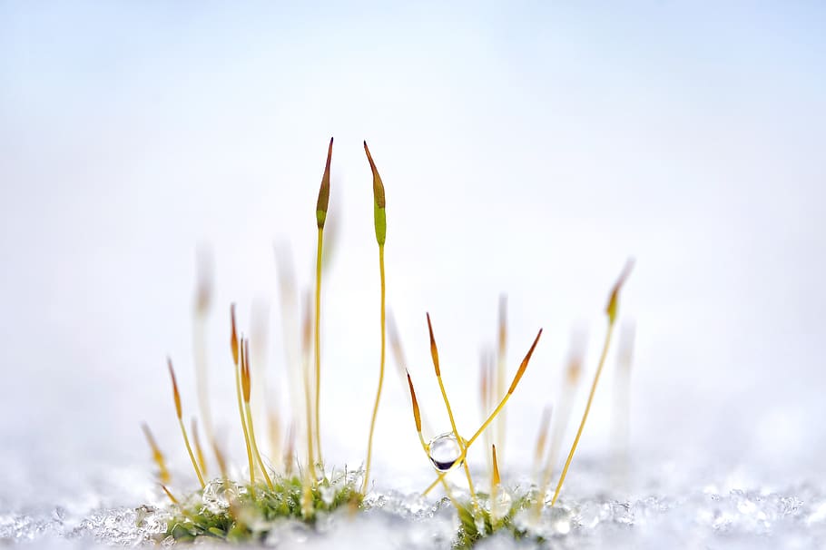 moss, plant, grass, snow, ice, drip, close up, nature, garden, life