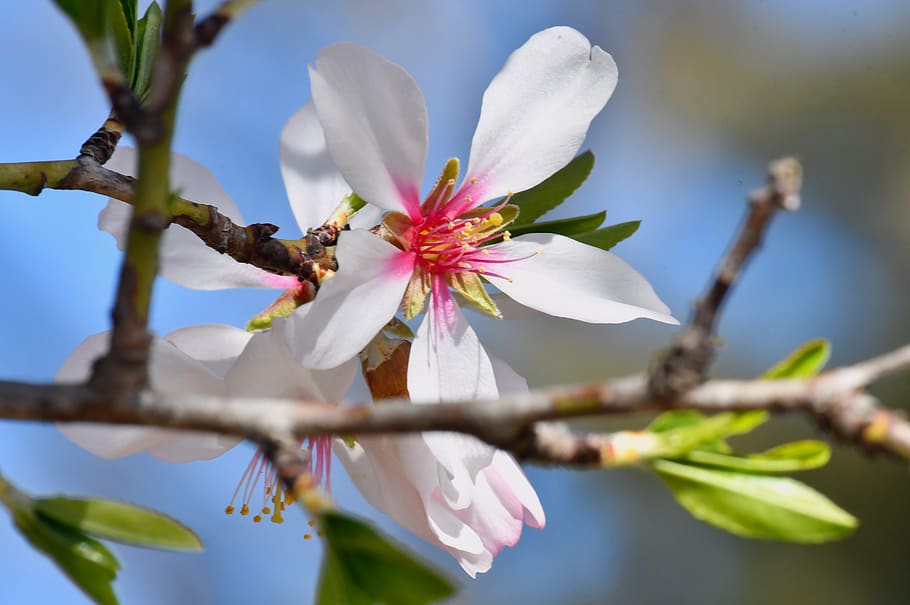 spring flower, spring, kikelet pansio, nature, flower, flora, white, garden, blooms at, beauty