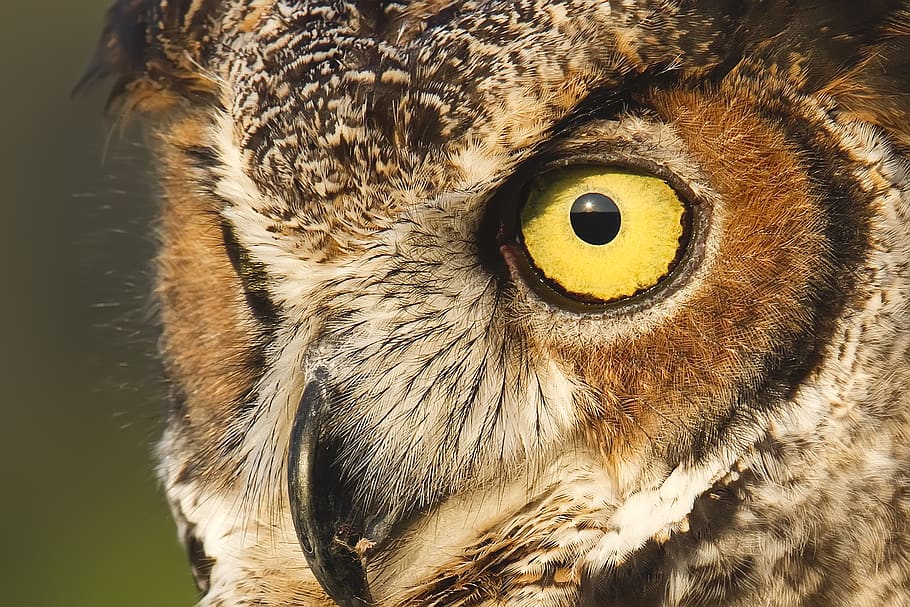 owl, great horned owl, feathers, raptor, nocturnal, predator, eyes, animal, animal themes, one animal