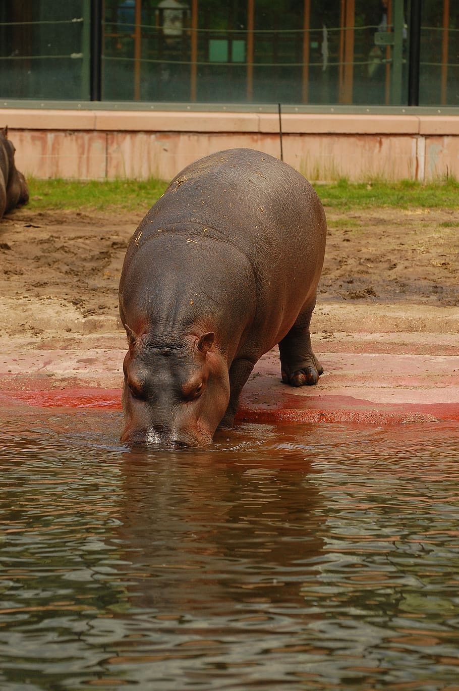 hippo, water, hippopotamus, africa, animal, mammal, nature, safari, wildlife, large