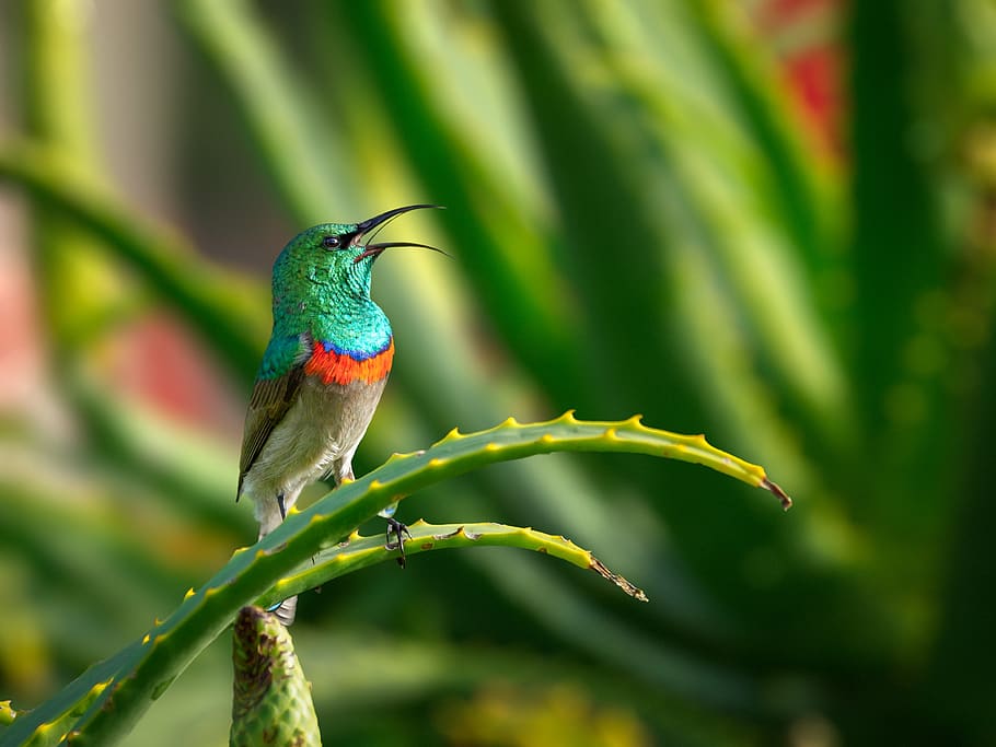 southern double-collared sunbird, male, bird, hummingbird, nature, wildlife, green, animal, branch, flower