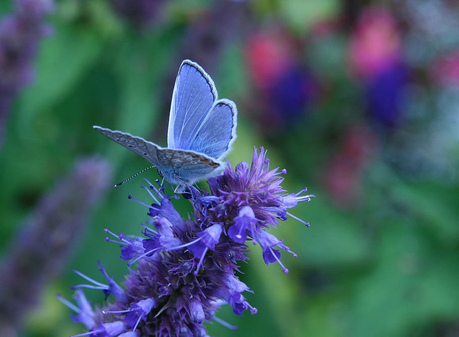 insect, butterfly, common blue, blue, flower, flowering plant, animal wildlife, animal themes, animal, invertebrate