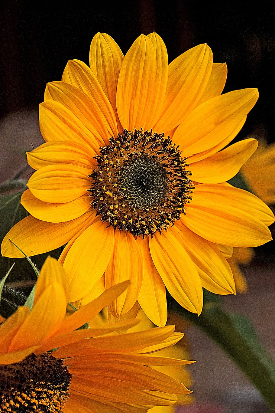 sunflower, flower, flowering, flourishing, ornamental sunflower, clear, summer, stamens, the petals, leaf