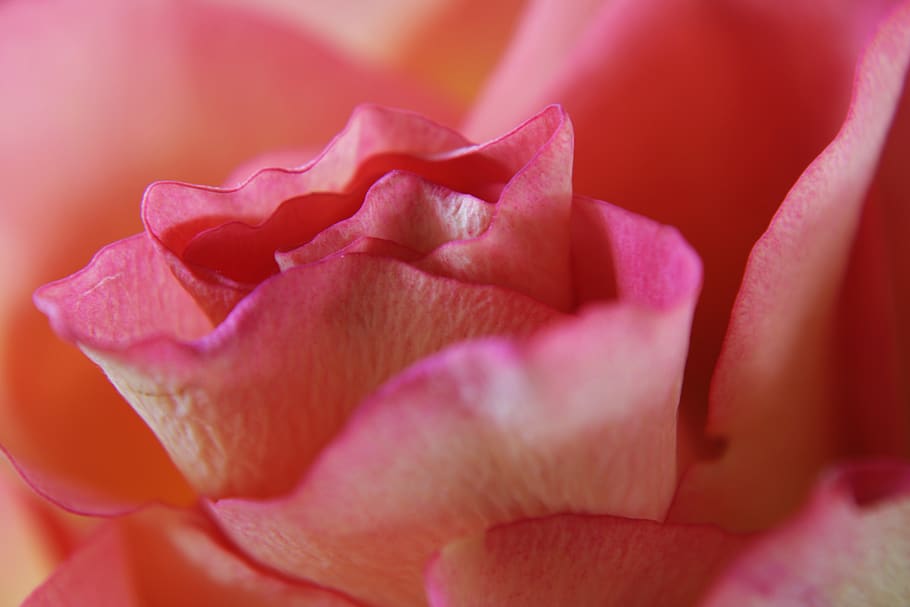 pink rose, rose, feeling, passion, macro, background, flower, pink, bloom, pink roses
