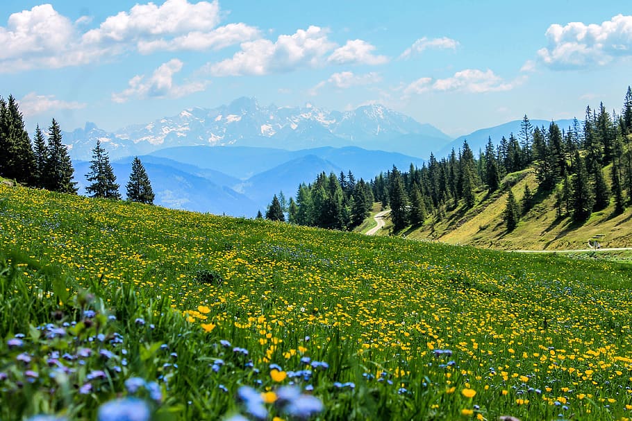 yellow field, yellow flowers, meadow, mountain meadow, landscape, mountains, alps, alpine scenery, nature, mountain