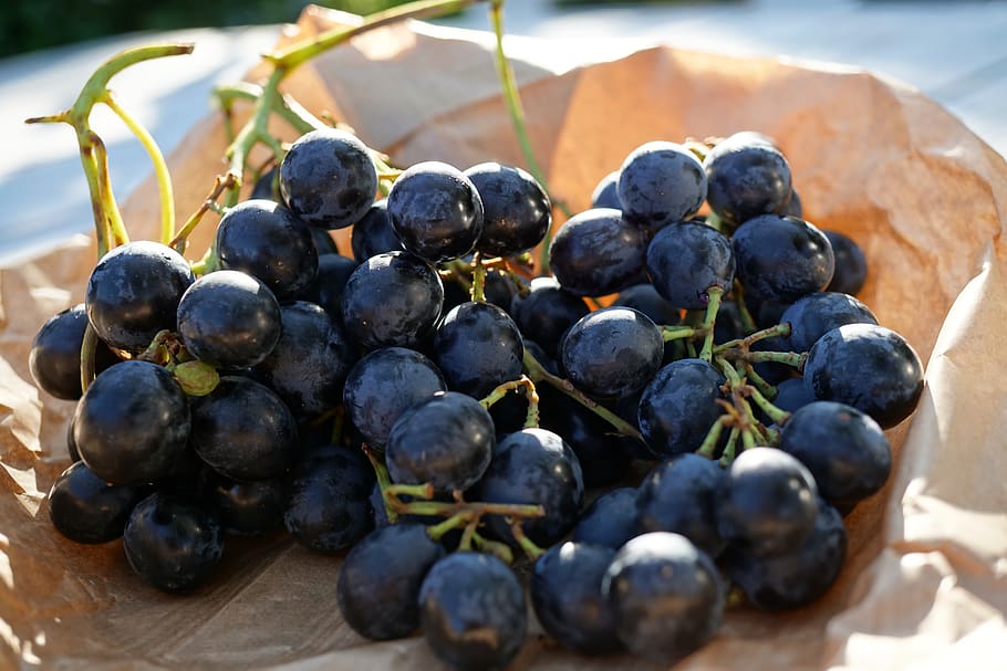 uva, uvas, azul, fruta, videira, vinha, comida, doce, fresco, maduro