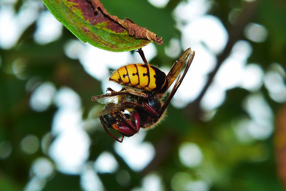 european hornet, insect, victim, bee, food, eating, animals, nature, at the court of, invertebrates
