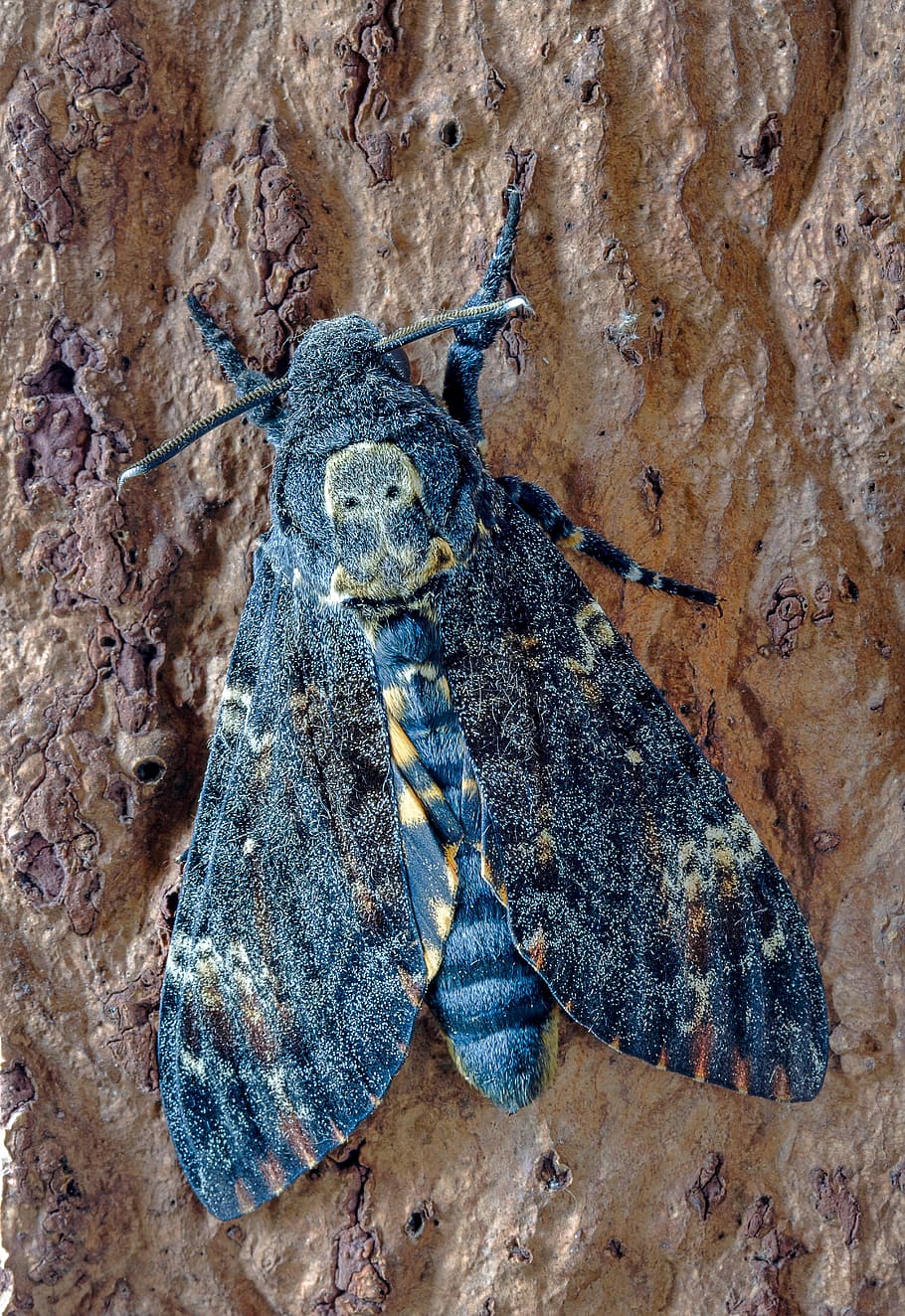 deaths head hawk-moth, wings, skull, moth, pattern, antenna, bark, lepidoptera, night, blue