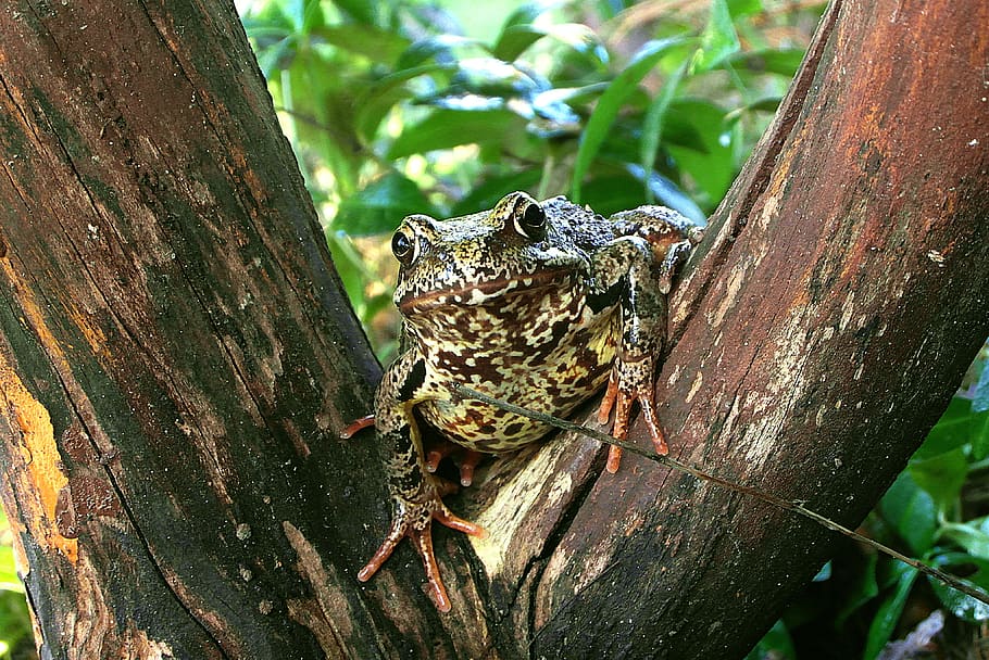 the frog, amphibian, hyla meridionalis, nature, a toad, the creation of, eyes, claws, rest, all rotted wood