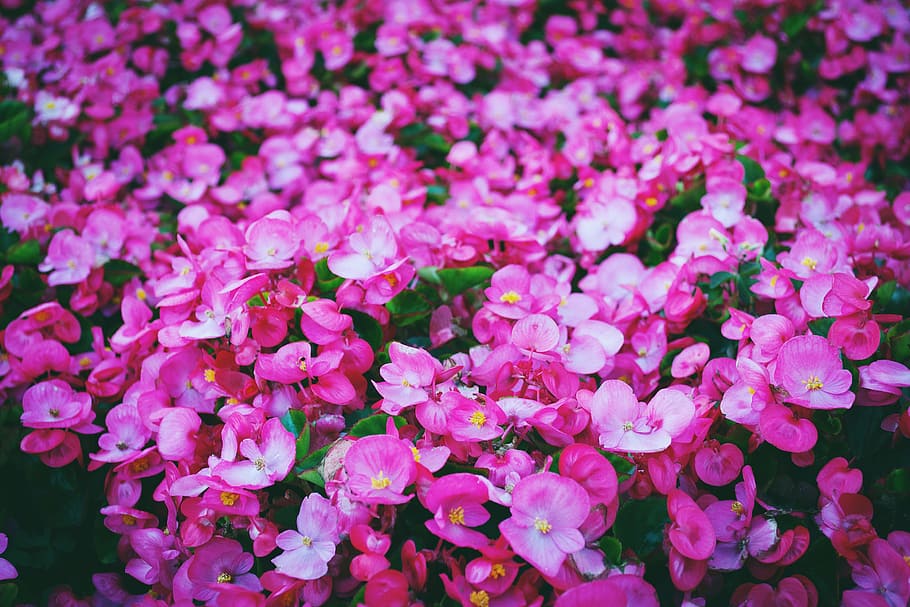 pink, flowers, garden, nature, flowering plant, flower, freshness, petal, beauty in nature, pink color