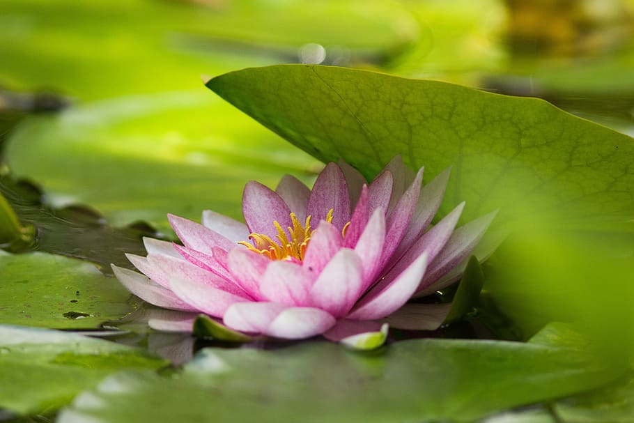 water lily, frog, pond, lake, green, nature, water, amphibian, toad, amphibians