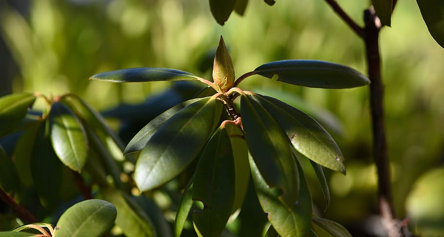 rhododendron, tree, green, nature, leave, wild, plant, close-up, growth, beauty in nature