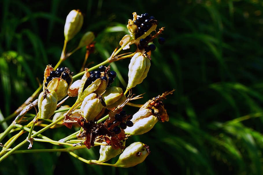 seed pods, spent, flowers, ornamental, plant iris domestica, commonly, known, leopard lily, blackberry lily, flower.