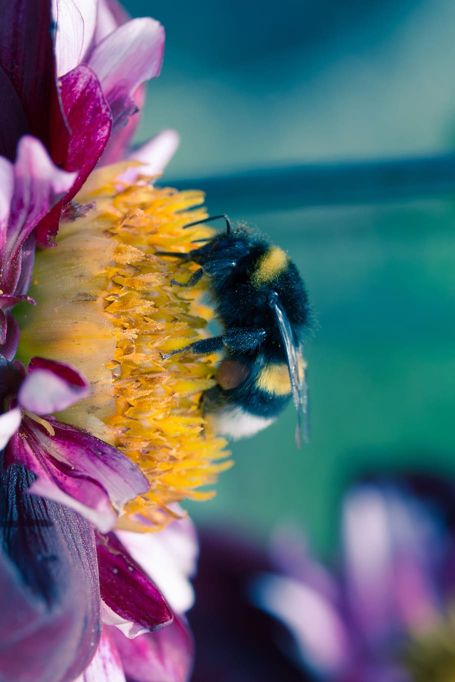 pollinating, bee, animal, fly, insect, hortensis, dahlia, fresh, flower, nature
