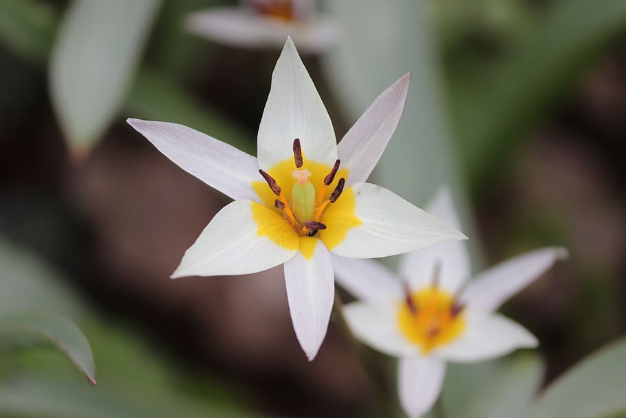linux tulip, wild tulip, tulipa turkestanica, flower, blossom, bloom, white, stamens, flora, stamp