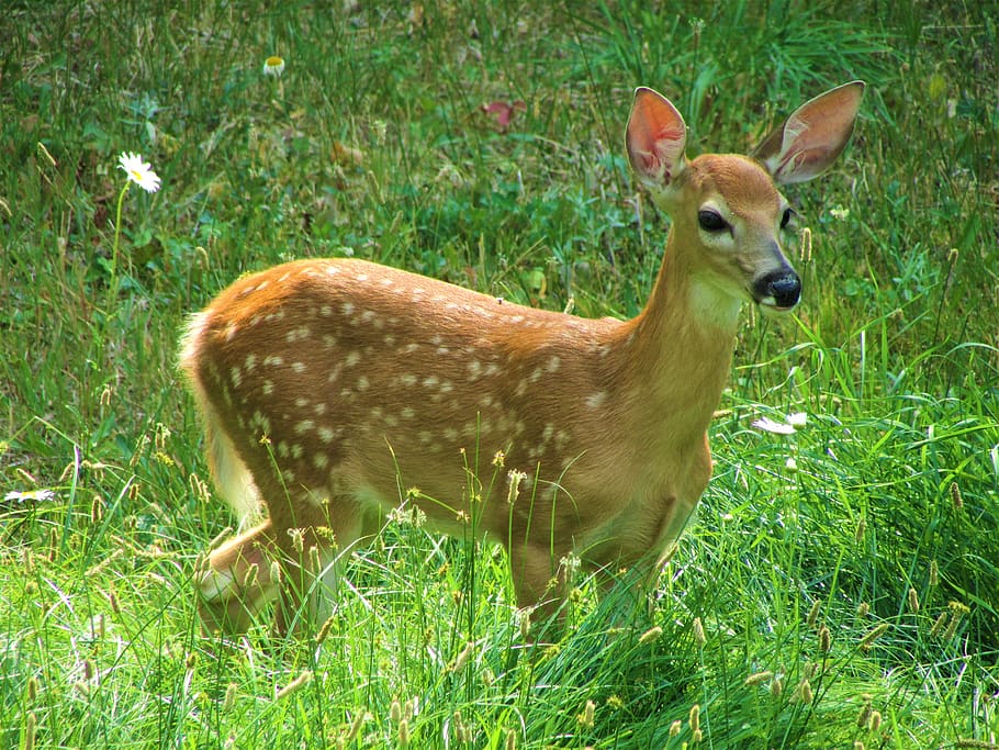 white-tailed deer, fawn, spots, cute, grass, adorable, baby, baby deer, nature, mammal