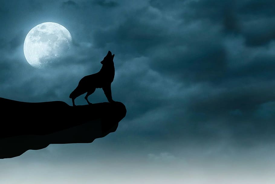 lobo, lobos, luar, preto, azul, nuvem, conceito, escuro, escuridão, nevoeiro