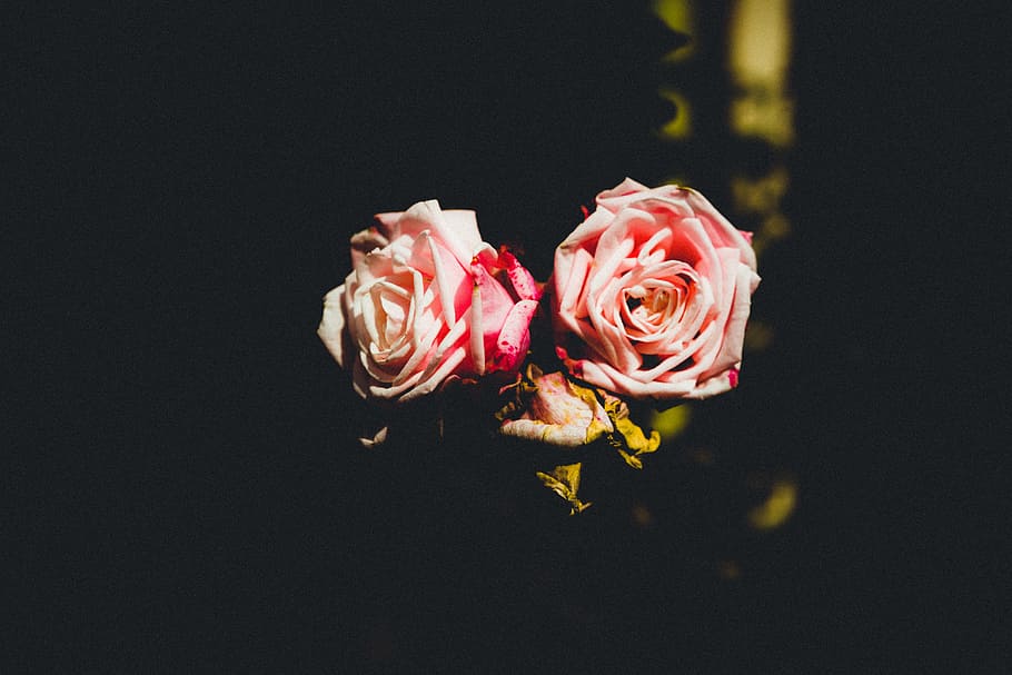 merah muda, mawar, bunga, gelap, tanaman berbunga, mawar - bunga, keindahan di alam, kesegaran, latar belakang hitam, foto studio