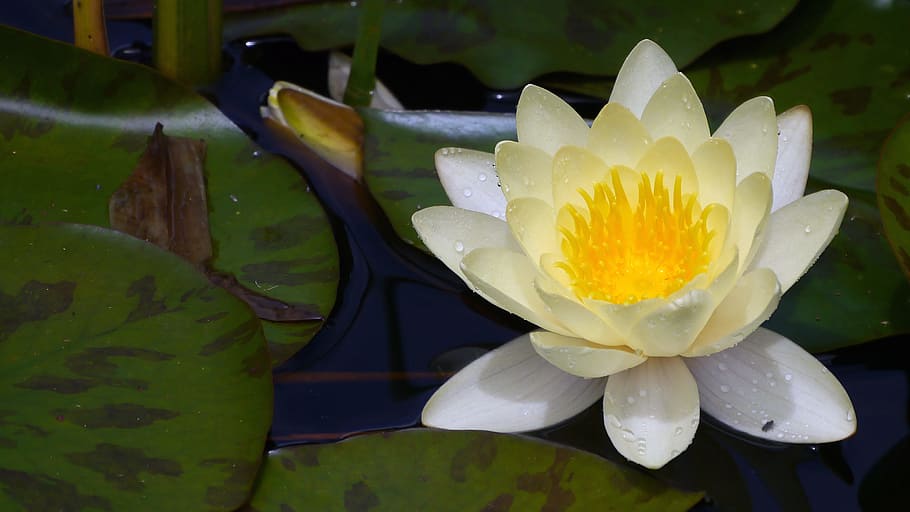white, water lily flower, pad., water lily, pond lily, lily pads, water lily plant, lily plant, flowers, flowers photos