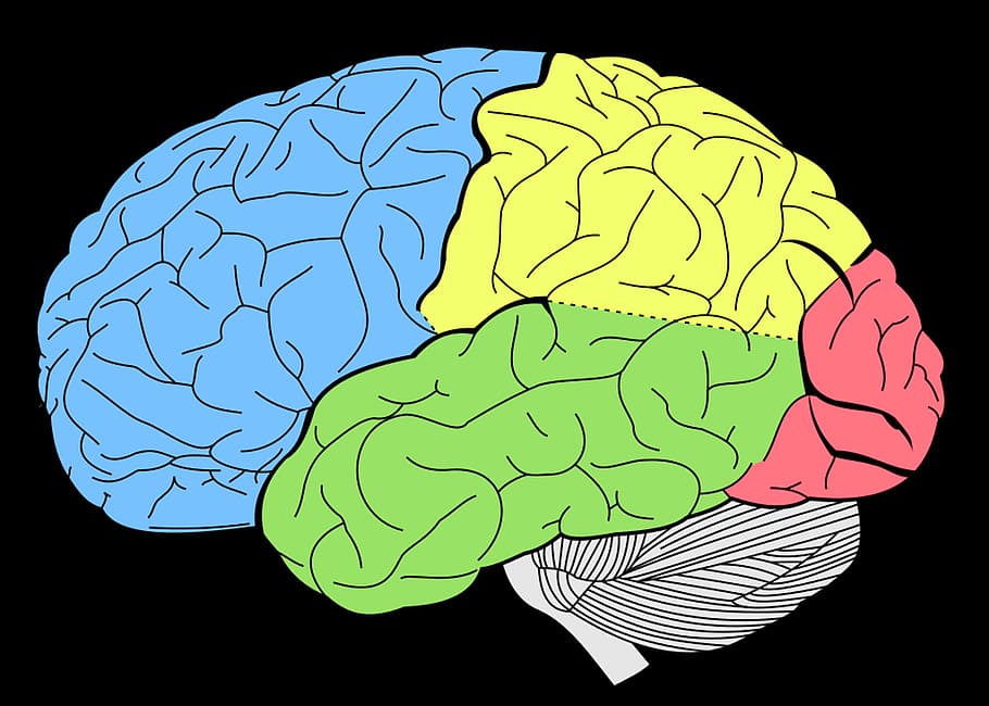 gráfico, cérebro, representação, pensando, mente, parte do corpo humano, cérebro humano, pessoas, mão humana, natureza