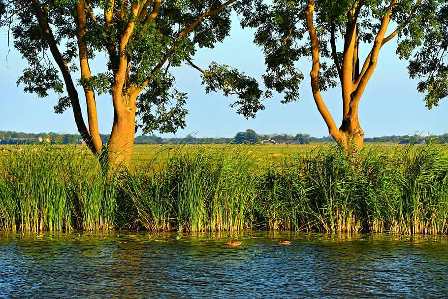 agua, río, orilla, juncos, árboles, vista, paisaje holandés, típicamente holandés, horizonte, holanda