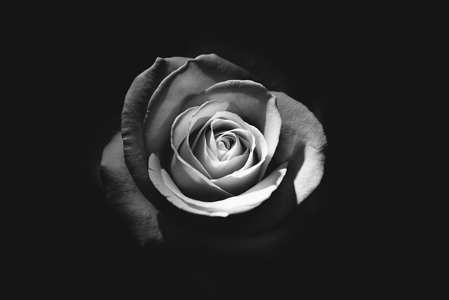 rosa, flor, escuro, preto, branco, tulipa, rosa - flor, planta de florescência, beleza da natureza, pétala