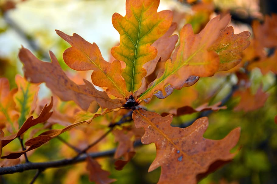 leaves, oak leaves, branch, autumn, fall foliage, colorful, autumn colours, autumn motive, nature, leaf