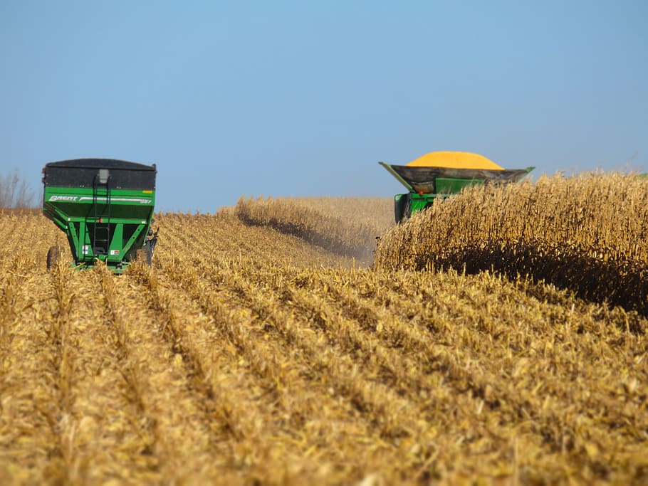 harvest, combine, field, agriculture, corn, machine, cornfield, harvesting, farming, land