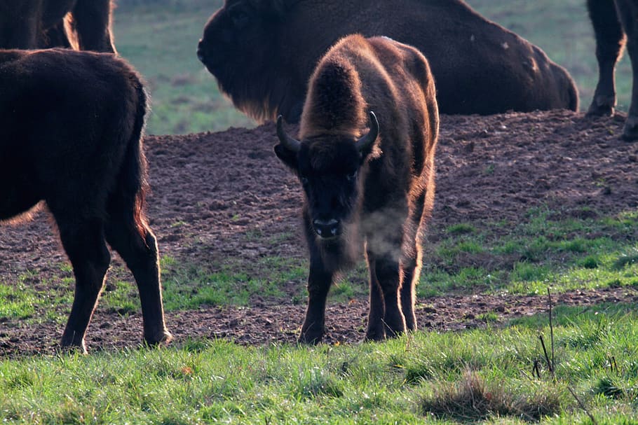 wisent, buffalo, bison, massive, beef, horns, animal, zoo, large, wildlife park