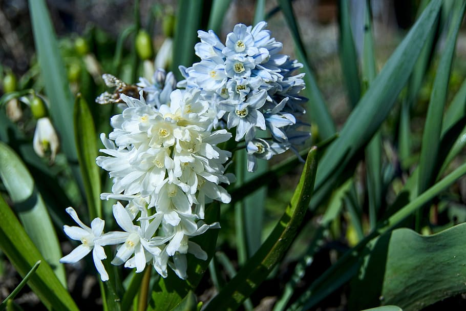 jacinto, blanco, planta, naturaleza, primavera, bloomer temprano, mañana,  flor de primavera, flor, planta floreciendo | Pxfuel