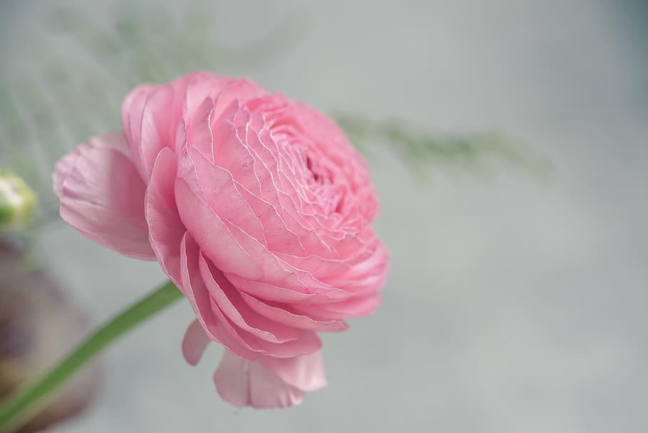 ranúnculo, rosa, ranúnculo rosa, flor rosa, floración, pétalos, flor de primavera, schnittblume, naturaleza muerta, fotografía de flores
